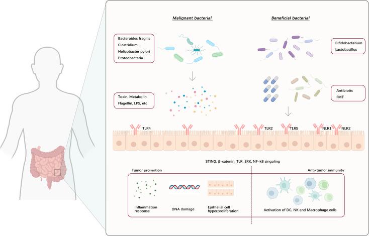 https://cdn.ncbi.nlm.nih.gov/pmc/blobs/6a76/11484021/32da7a8e9e59/fimmu-15-1472772-g004.jpg