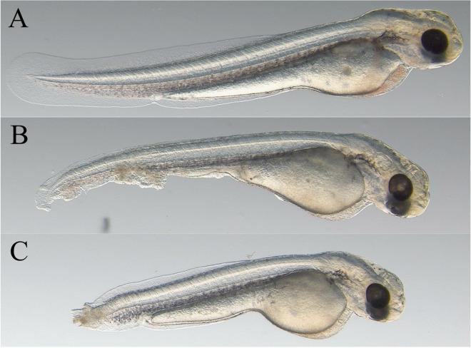https://cdn.ncbi.nlm.nih.gov/pmc/blobs/6a76/11576788/a19aef31a178/10695_2023_1245_Fig2_HTML.jpg