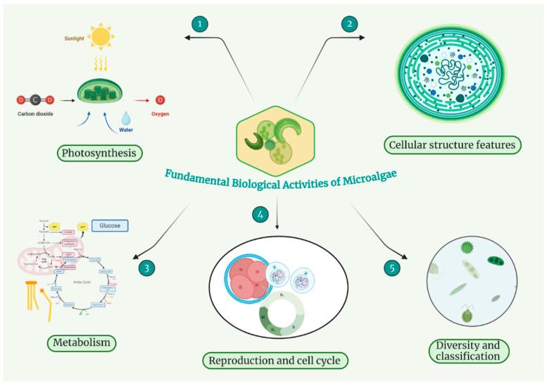 https://cdn.ncbi.nlm.nih.gov/pmc/blobs/6a78/11722913/de8cecf17336/nutrients-17-00093-g001.jpg