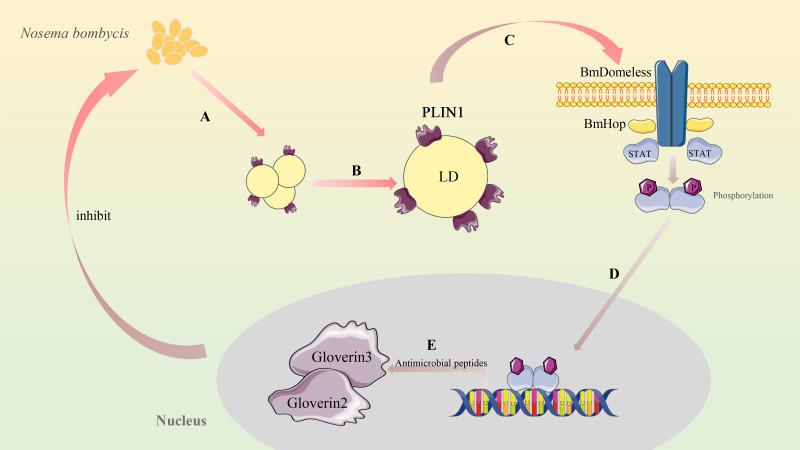 https://cdn.ncbi.nlm.nih.gov/pmc/blobs/6a7e/11237581/b81ccfa87b0c/spectrum.03671-23.f006.jpg