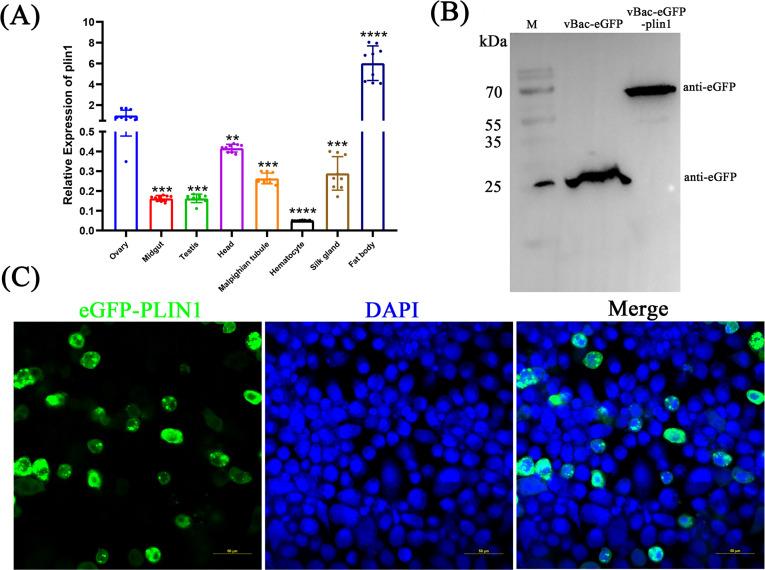 https://cdn.ncbi.nlm.nih.gov/pmc/blobs/6a7e/11237581/c26134de54fe/spectrum.03671-23.f002.jpg
