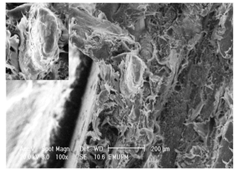 https://cdn.ncbi.nlm.nih.gov/pmc/blobs/6a7e/6268389/9c643a97a7cb/molecules-17-01969-g013.jpg