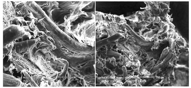 https://cdn.ncbi.nlm.nih.gov/pmc/blobs/6a7e/6268389/a5a28ba654b7/molecules-17-01969-g012.jpg