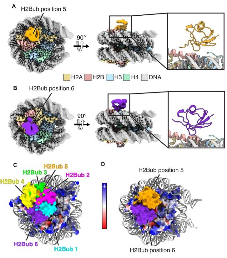 https://cdn.ncbi.nlm.nih.gov/pmc/blobs/6a80/11381367/5dd98c71c7bb/gkae698fig2.jpg