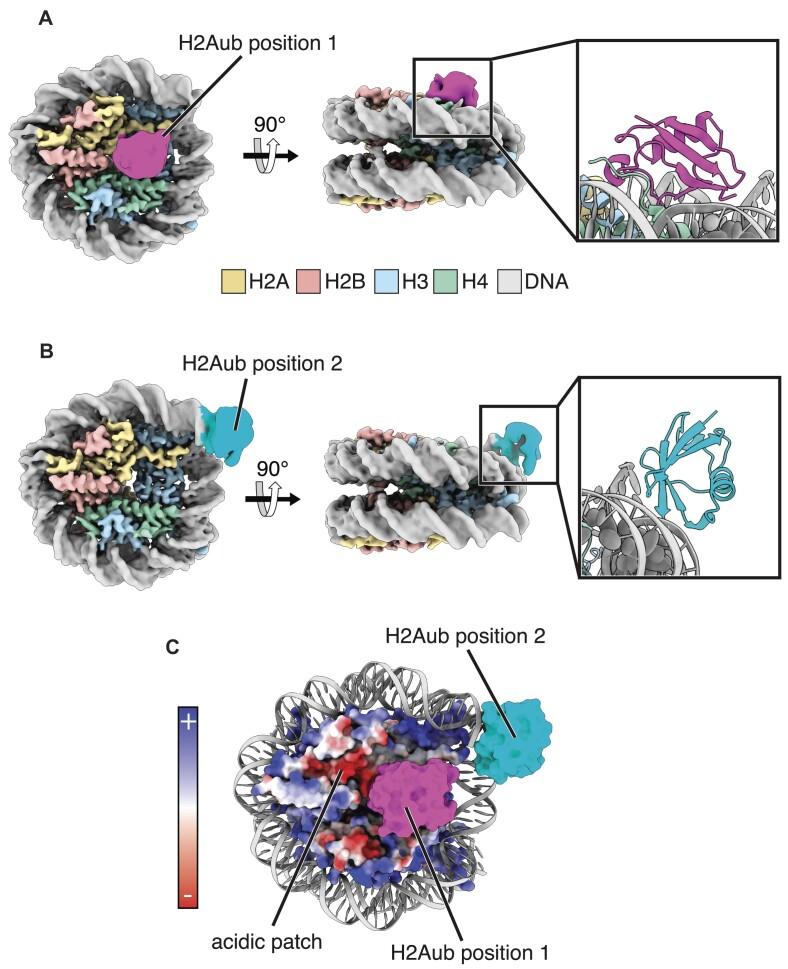 https://cdn.ncbi.nlm.nih.gov/pmc/blobs/6a80/11381367/cefef54f5c94/gkae698fig4.jpg