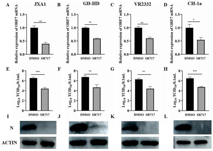 https://cdn.ncbi.nlm.nih.gov/pmc/blobs/6a80/11437437/29b4bbfafaf8/viruses-16-01373-g003.jpg