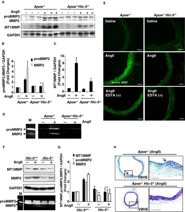 https://cdn.ncbi.nlm.nih.gov/pmc/blobs/6a80/4309060/8523157e09b2/jah3-3-e000747-g5.jpg