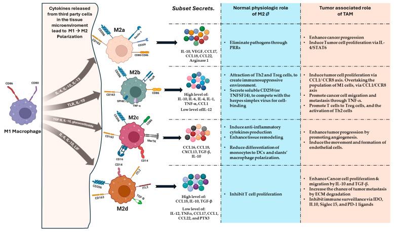 https://cdn.ncbi.nlm.nih.gov/pmc/blobs/6a81/11718901/68b9bec2fcf3/cancers-17-00066-g001.jpg