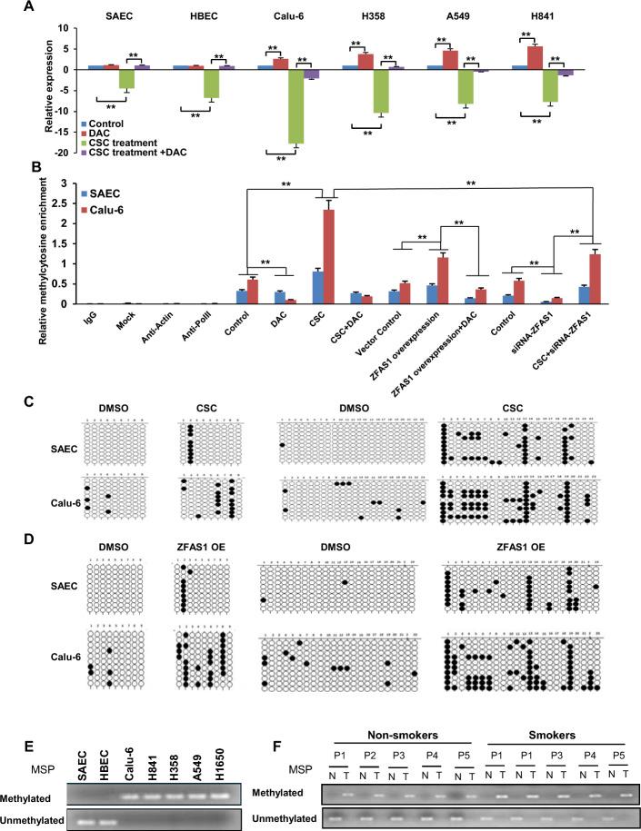 https://cdn.ncbi.nlm.nih.gov/pmc/blobs/6a81/11983736/548be201bb72/11658_2025_705_Fig6_HTML.jpg