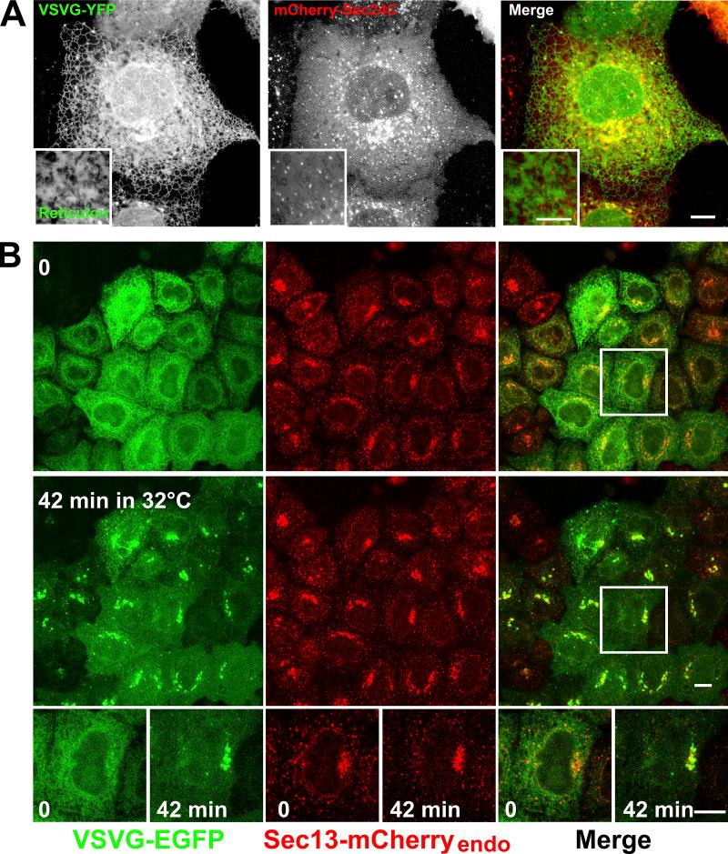 https://cdn.ncbi.nlm.nih.gov/pmc/blobs/6a82/8054201/5ee5bb54649b/JCB_201907224_Fig1.jpg