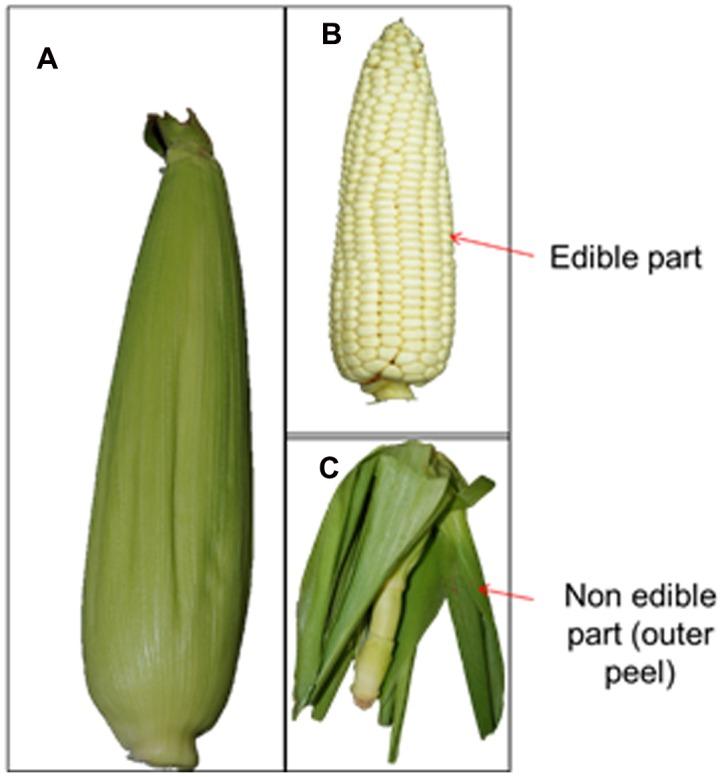 https://cdn.ncbi.nlm.nih.gov/pmc/blobs/6a85/5309230/8a9e449b763c/fmicb-08-00167-g001.jpg