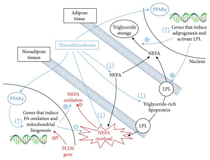 https://cdn.ncbi.nlm.nih.gov/pmc/blobs/6a85/6008888/26f0d400aa59/IJE2018-4315413.002.jpg