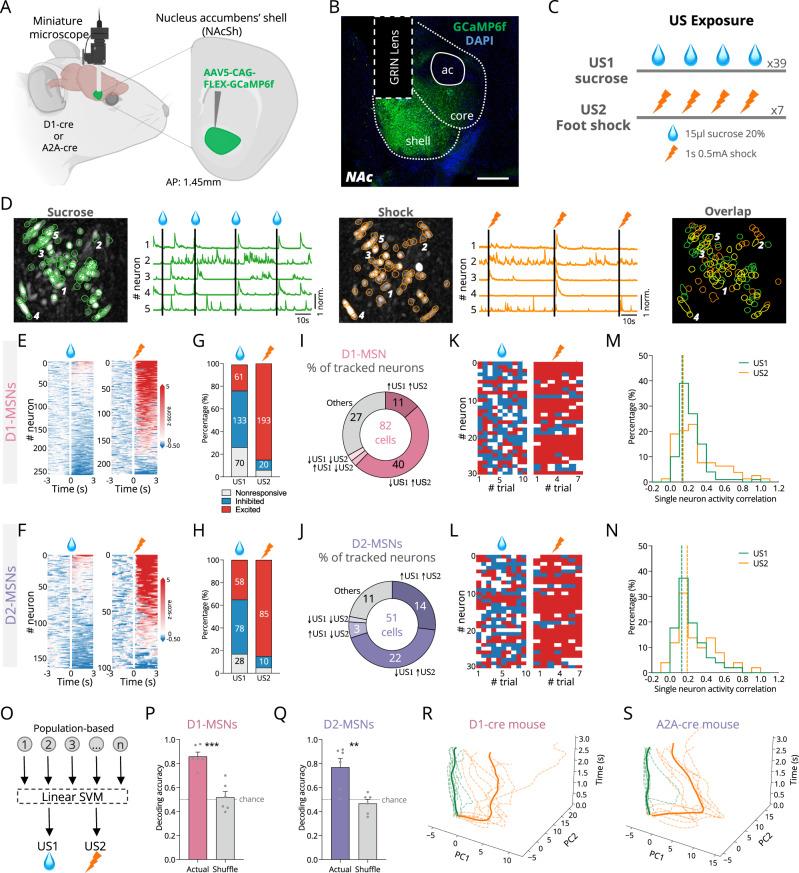 https://cdn.ncbi.nlm.nih.gov/pmc/blobs/6a86/11696804/89a21548d949/41467_2024_55269_Fig1_HTML.jpg
