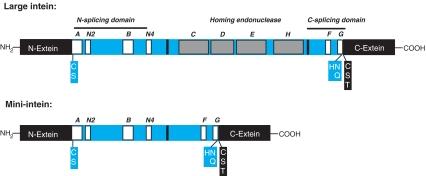 https://cdn.ncbi.nlm.nih.gov/pmc/blobs/6a86/2874743/fbeb7547bea3/253_2010_2628_Fig2_HTML.jpg