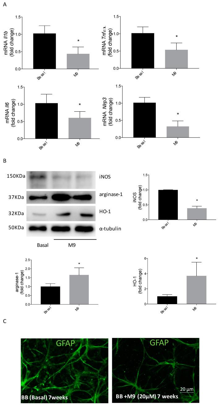 https://cdn.ncbi.nlm.nih.gov/pmc/blobs/6a88/11313200/8779d72f1cab/ijms-25-08440-g007.jpg