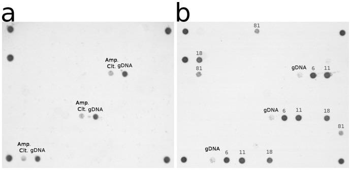 https://cdn.ncbi.nlm.nih.gov/pmc/blobs/6a89/3499555/6a00960724a7/pone.0049205.g001.jpg