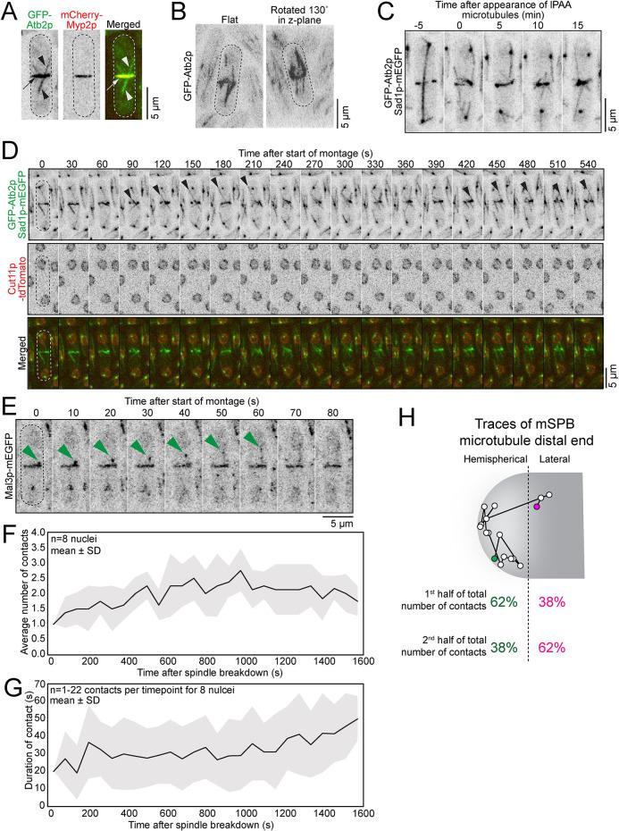 https://cdn.ncbi.nlm.nih.gov/pmc/blobs/6a8a/10398876/398bd4db91ea/mbc-34-ar77-g005.jpg