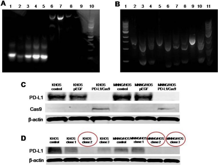 https://cdn.ncbi.nlm.nih.gov/pmc/blobs/6a8f/5444742/00e9ba2b68c3/oncotarget-08-30276-g002.jpg