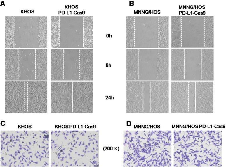 https://cdn.ncbi.nlm.nih.gov/pmc/blobs/6a8f/5444742/90d66dce66d6/oncotarget-08-30276-g005.jpg
