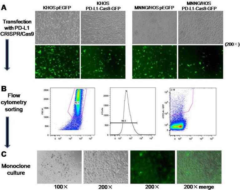 https://cdn.ncbi.nlm.nih.gov/pmc/blobs/6a8f/5444742/c35bc1a46631/oncotarget-08-30276-g003.jpg