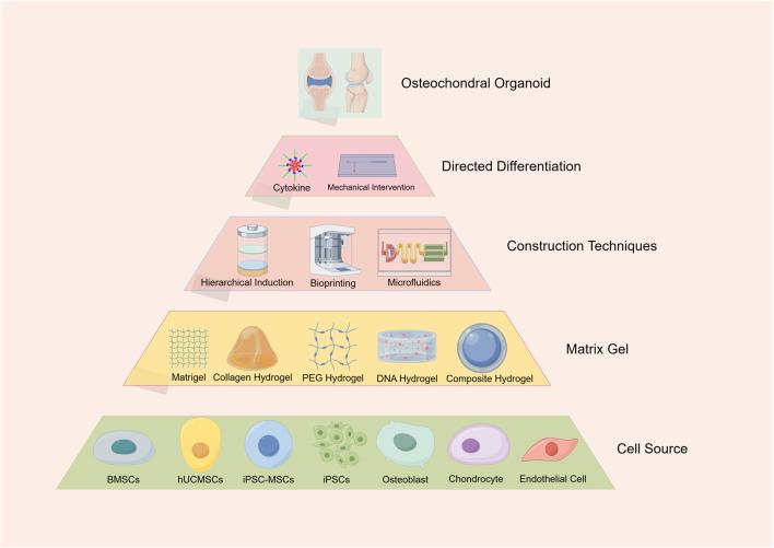 https://cdn.ncbi.nlm.nih.gov/pmc/blobs/6a94/12325324/05239f5a9ea2/fbioe-13-1629608-g001.jpg