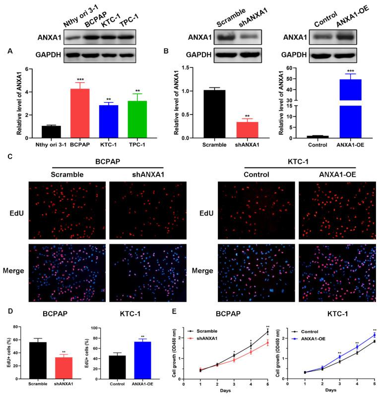 https://cdn.ncbi.nlm.nih.gov/pmc/blobs/6a94/7847635/a417b1d6bf3e/jcav12p1295g003.jpg