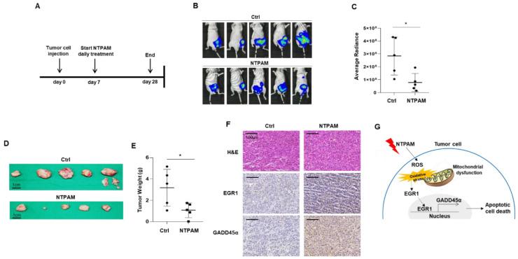 https://cdn.ncbi.nlm.nih.gov/pmc/blobs/6a9a/7833439/7850b1d0b76a/cancers-13-00351-g007.jpg