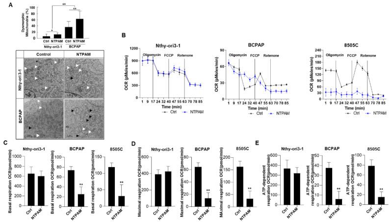 https://cdn.ncbi.nlm.nih.gov/pmc/blobs/6a9a/7833439/904ebdac9d1a/cancers-13-00351-g002.jpg