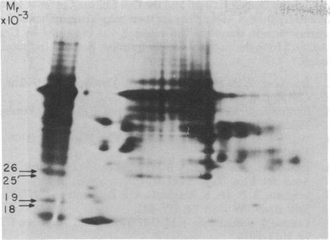https://cdn.ncbi.nlm.nih.gov/pmc/blobs/6a9c/411249/66535c4a19f2/pnas00013-0374-a.jpg