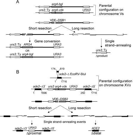 https://cdn.ncbi.nlm.nih.gov/pmc/blobs/6a9d/2098809/ee9dc911a5e5/pgen.0030223.g001.jpg