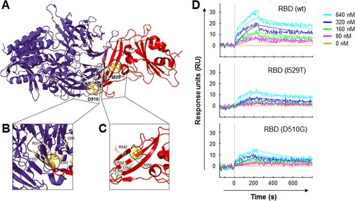 https://cdn.ncbi.nlm.nih.gov/pmc/blobs/6a9f/4810480/8a1b5da1d251/mbo0011626970003.jpg