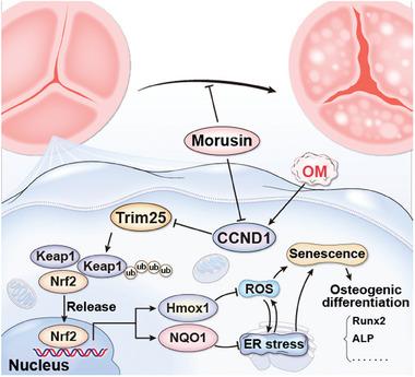https://cdn.ncbi.nlm.nih.gov/pmc/blobs/6aa7/11132047/30affe6f29ca/ADVS-11-2307319-g007.jpg