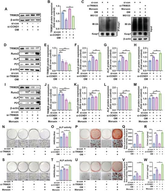 https://cdn.ncbi.nlm.nih.gov/pmc/blobs/6aa7/11132047/58ea93d2779a/ADVS-11-2307319-g004.jpg