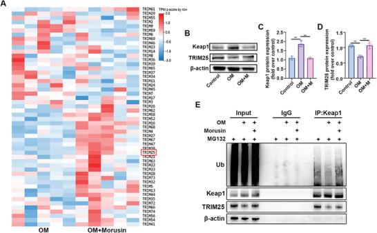 https://cdn.ncbi.nlm.nih.gov/pmc/blobs/6aa7/11132047/ada0a7e5c8d8/ADVS-11-2307319-g011.jpg