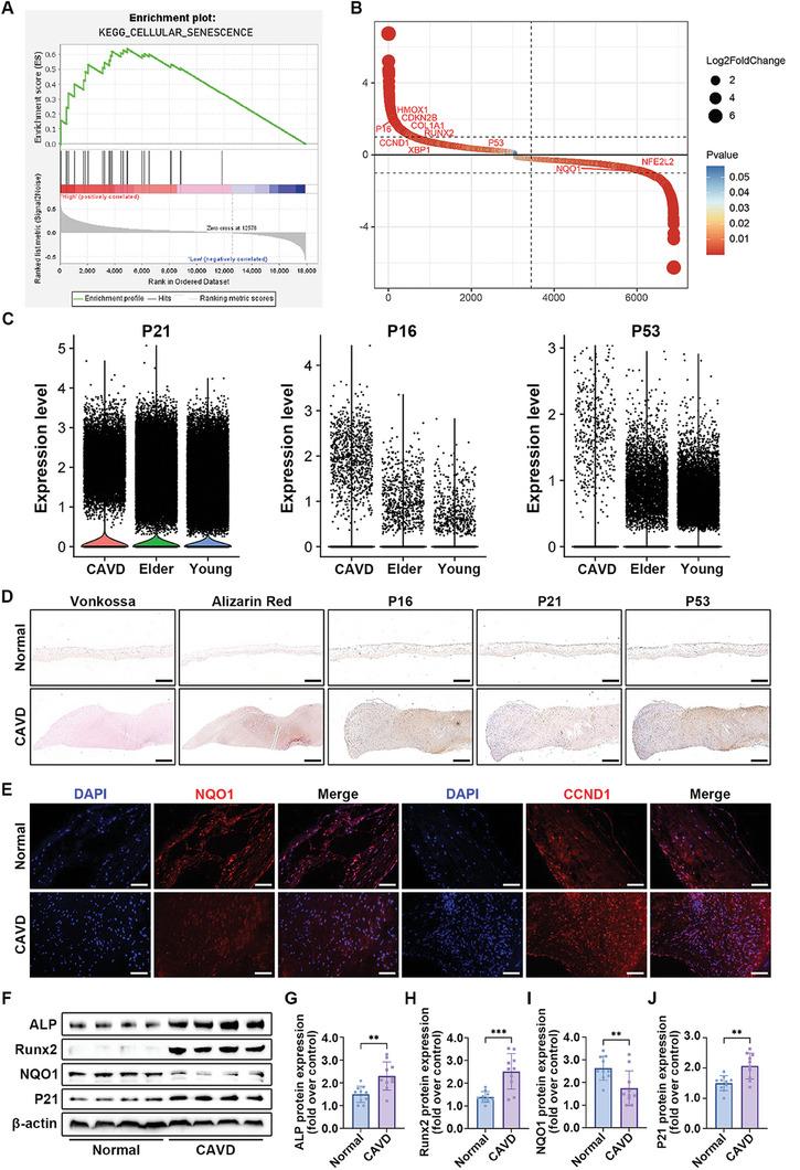 https://cdn.ncbi.nlm.nih.gov/pmc/blobs/6aa7/11132047/ba4c44751488/ADVS-11-2307319-g003.jpg
