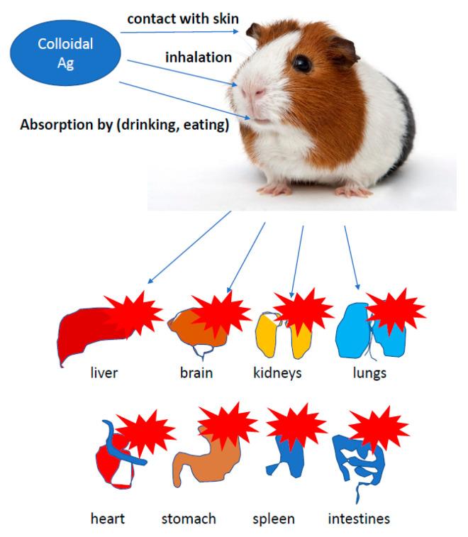 https://cdn.ncbi.nlm.nih.gov/pmc/blobs/6aa7/7830466/0de645a8bc6b/ijms-22-00854-g007.jpg