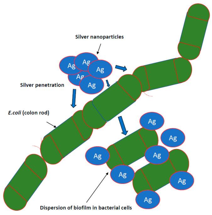 https://cdn.ncbi.nlm.nih.gov/pmc/blobs/6aa7/7830466/1bfca572666d/ijms-22-00854-g002.jpg