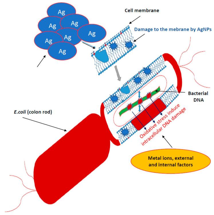 https://cdn.ncbi.nlm.nih.gov/pmc/blobs/6aa7/7830466/370a20cdb691/ijms-22-00854-g001.jpg