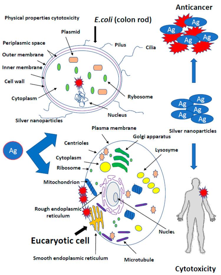 https://cdn.ncbi.nlm.nih.gov/pmc/blobs/6aa7/7830466/79f5a3dc741e/ijms-22-00854-g005.jpg