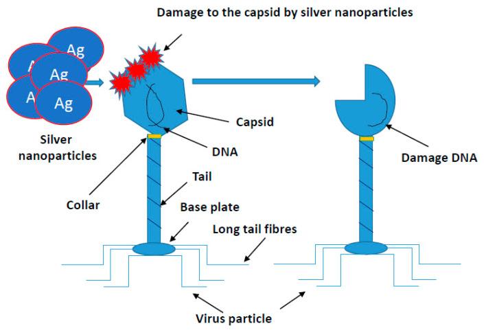 https://cdn.ncbi.nlm.nih.gov/pmc/blobs/6aa7/7830466/dafe0d6019a6/ijms-22-00854-g004.jpg