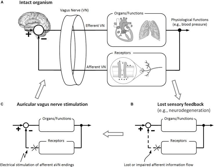 https://cdn.ncbi.nlm.nih.gov/pmc/blobs/6aad/6697069/184b6f364ef5/fnins-13-00854-g002.jpg