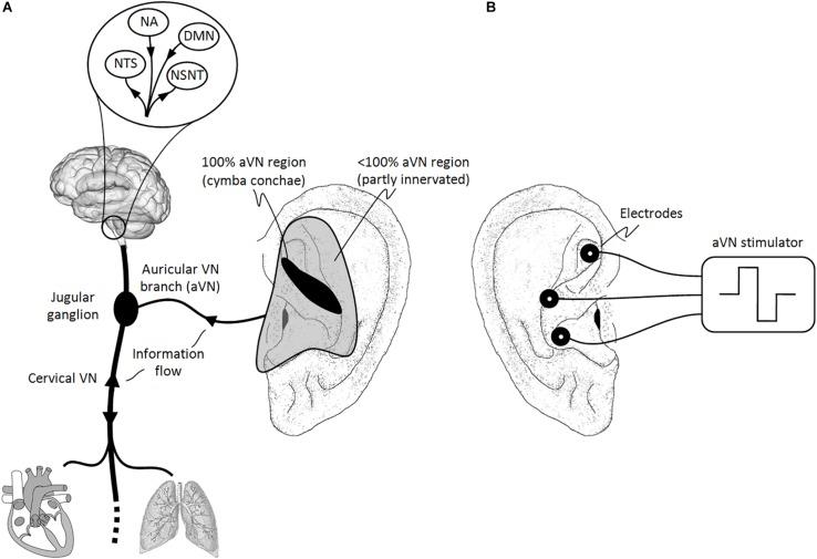 https://cdn.ncbi.nlm.nih.gov/pmc/blobs/6aad/6697069/fe89e59b05e4/fnins-13-00854-g001.jpg