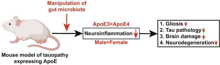 https://cdn.ncbi.nlm.nih.gov/pmc/blobs/6ab0/11813892/7f8f2ca747cb/fnagi-17-1535280-g005.jpg