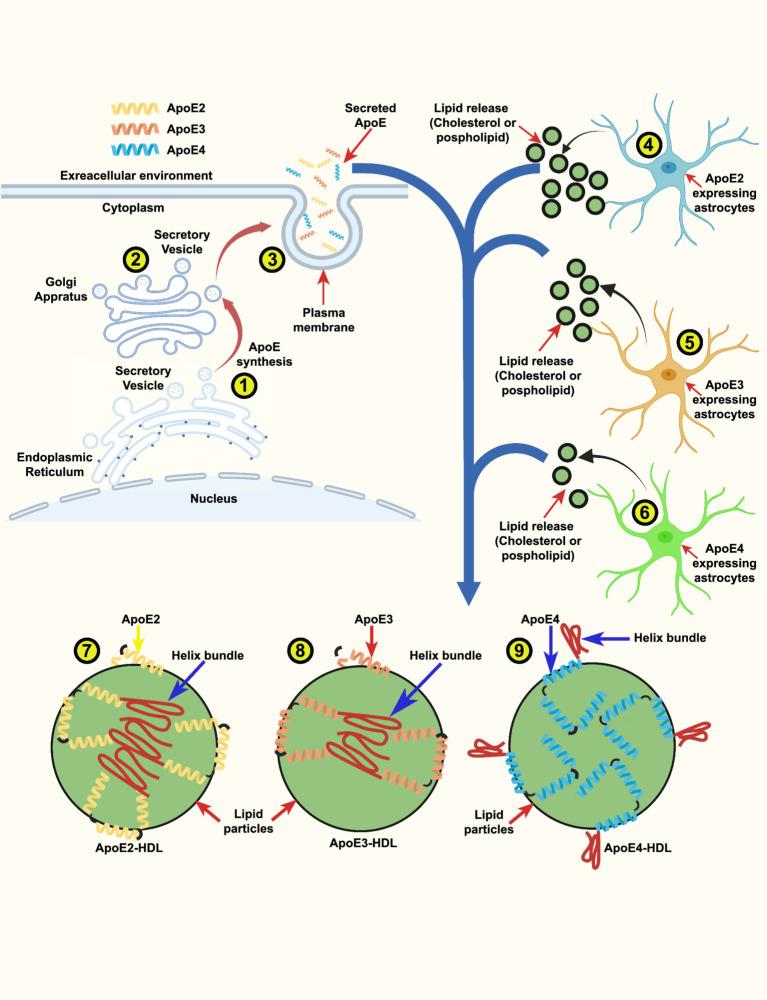 https://cdn.ncbi.nlm.nih.gov/pmc/blobs/6ab0/11813892/822ed2f3e772/fnagi-17-1535280-g002.jpg