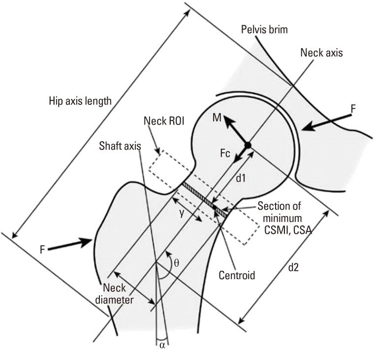 https://cdn.ncbi.nlm.nih.gov/pmc/blobs/6ab0/5018611/7d4ca4d64f72/jbm-23-175-g001.jpg