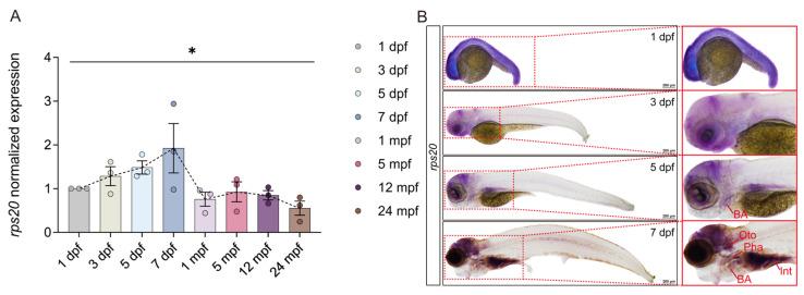 https://cdn.ncbi.nlm.nih.gov/pmc/blobs/6ab1/12293849/7d0b94f93e12/cells-14-01070-g003.jpg