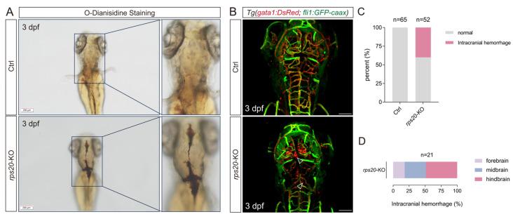 https://cdn.ncbi.nlm.nih.gov/pmc/blobs/6ab1/12293849/8099dd33f71b/cells-14-01070-g005.jpg
