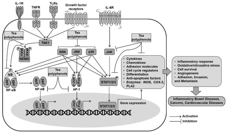 https://cdn.ncbi.nlm.nih.gov/pmc/blobs/6ab1/8430757/006997950f7a/ijms-22-09109-g004.jpg