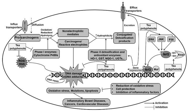 https://cdn.ncbi.nlm.nih.gov/pmc/blobs/6ab1/8430757/ad77d2ebf196/ijms-22-09109-g003.jpg