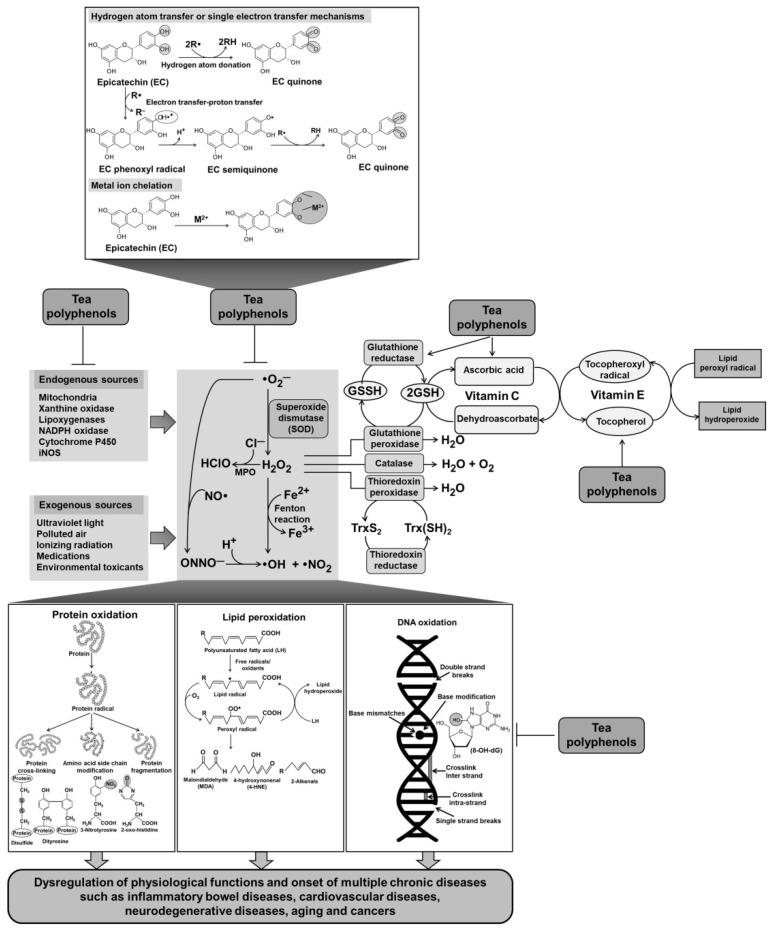 https://cdn.ncbi.nlm.nih.gov/pmc/blobs/6ab1/8430757/f09b2ced0c01/ijms-22-09109-g002.jpg